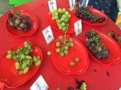 -马陆小张葡萄园农家乐