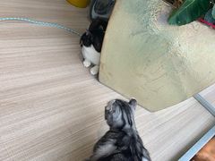 -藏猫猫咖啡主题馆(中央大道店)
