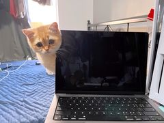 -小猫来了·猫舍(红山六九七九店)