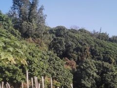 -广东惠东海龟国家级自然保护区
