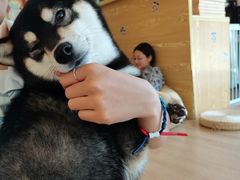 -南京Hallo宠物乐园·哈罗犬舍·柴犬繁育基地