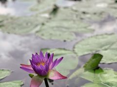 -云溪植物园