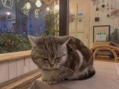 -海边的猫和咖啡馆