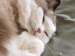 -瑞派康怡24h宠物医院·犬猫医疗中心·微创绝育(瑞景分院)