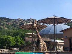 -青岛森林野生动物世界