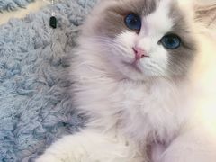 -momokira米努特·德文卷毛猫·棉花面纱犬