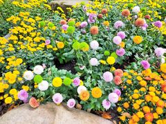 -上海共青森林公园