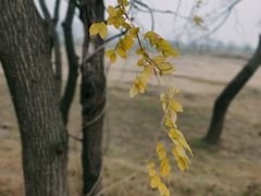 -盘龙城国家考古遗址公园