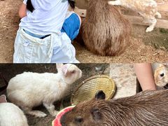 -灵玲国际马戏城