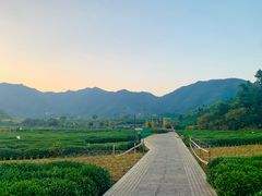 -龙坞茶村