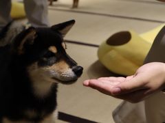 -逗柴咖啡屋·狗咖猫咖宠物桌游