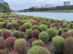 -春花秋色城市公园