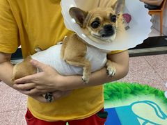 -北京博爱动物医院有限公司