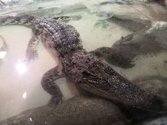 -正佳雨林生态植物园