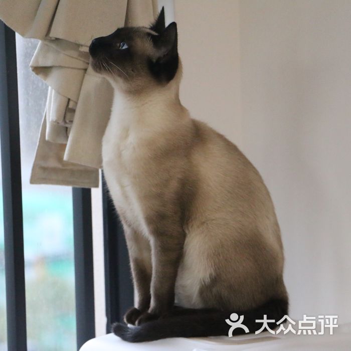 壹 猫舍图片-北京宠物店-大众点评网