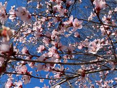 -桃花堤公园