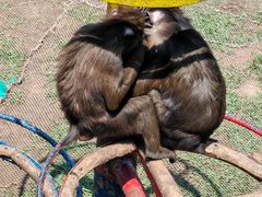-西霞口神雕山野生动物世界