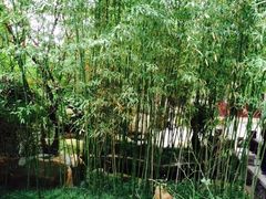 -竹吟山房
