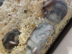 -鹏欣水游城