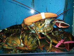 android_upload_pic-松涛日本料理
