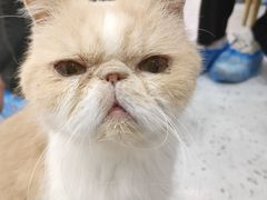 -喵园·猫主题咖啡厅·撸猫·猫咖(国贸店)