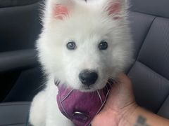 -翊宠yipet猫狗购宠庄园犬舍•猫舍