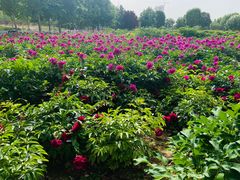 -曹州牡丹园