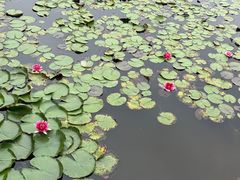 -微山湖红荷湿地景区