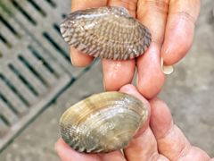 -庆余生平价生猛海鲜(海棠湾林旺夜市店)