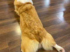 -柯斗斗主题餐厅·狗咖·围炉煮茶·茶饮(国瑞升平里店)