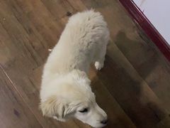 -米苏动物医院·犬猫专科·骨科外科内窥镜