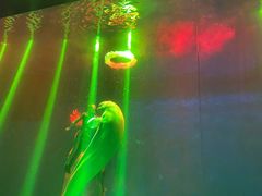 -芜湖新华联大白鲸海洋公园