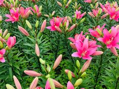 -径山花海
