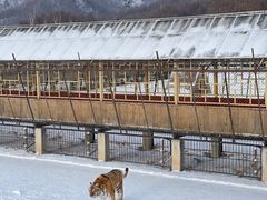 -横道河子东北虎林园