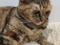 -是阿柴呀！柴犬咖啡·爱喵喵猫咖