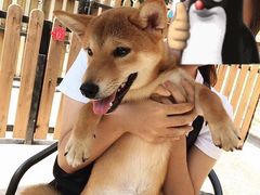 -柴犬高等学院·狗咖·柴犬售卖·宠物训练