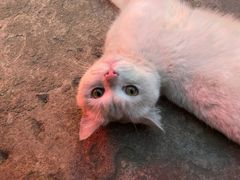 -王万妈卤猪脚(青岩交通路)