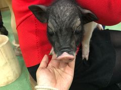 -藦茜花园宠物主题亲子互动体验馆(国顺东路店)