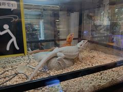 -酷以爬仙阁实体爬宠店·守宫·蜥蜴·专业繁育