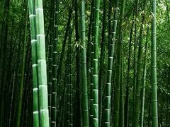 -上海市保健医疗中心