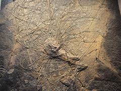 -浙江自然博物院(杭州馆)
