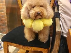 -more than meow吴止猫主题餐厅(承德 中船汇店)