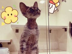 -十年猫舍·猫咪专门店(普陀店)