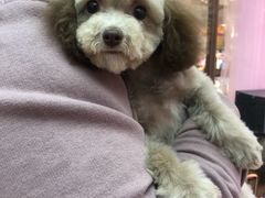 -FAELING PETS美天灵宠物(富力广场店)