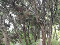 -嘉定紫藤园