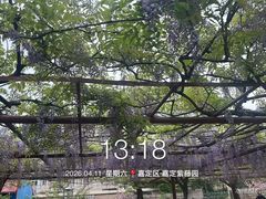 -嘉定紫藤园