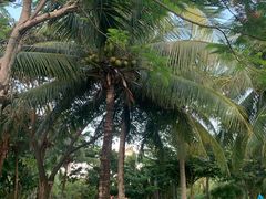 -三亚海棠湾万丽度假酒店