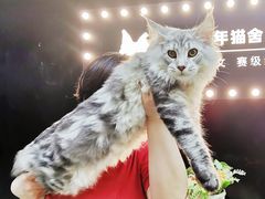 -十年猫舍·猫咪专门店(普陀店)