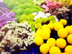 iphone_upload_pic-双季花艺园艺市场(浦东店)