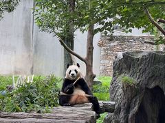 -卧龙中华大熊猫苑神树坪基地
